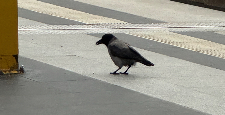 Berlin Crow