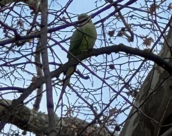 Parakeet in tree