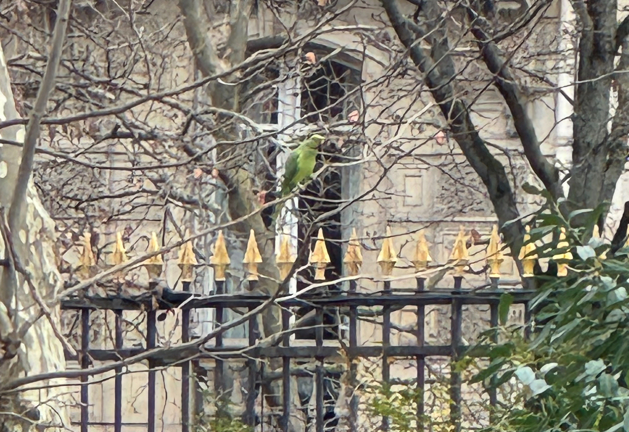 Parakeet2 in tree
