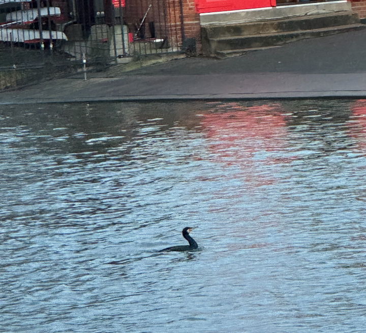 Cormorant in Cambridge