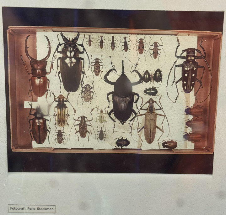 Insects Display