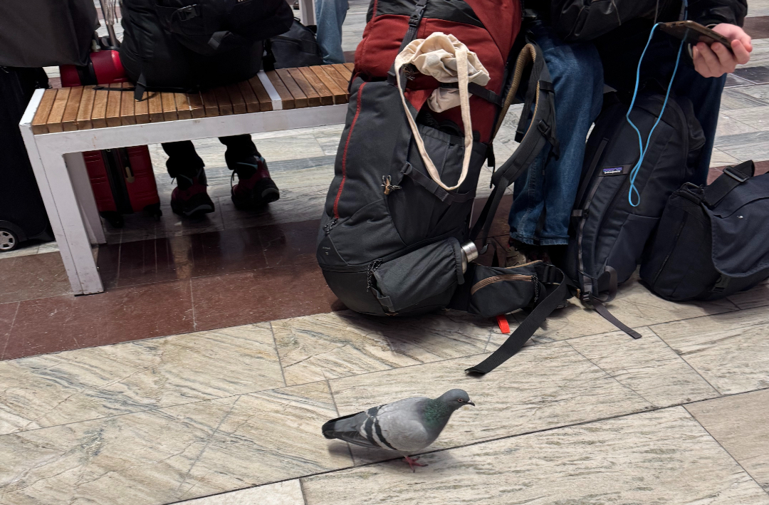 Pigeon_Stockholm