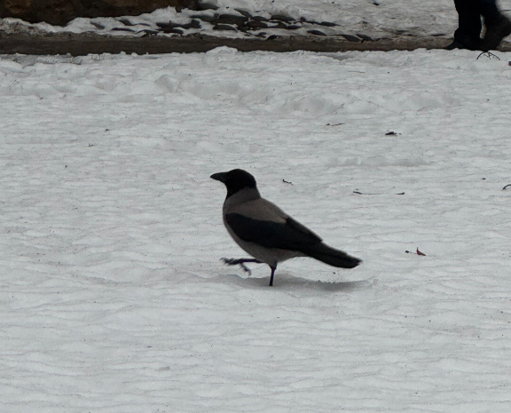 Crow in snow